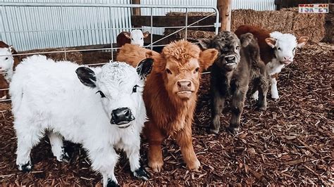 Buy Mini Cows As Pets Pet Spares