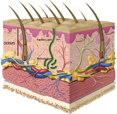 The Dermis And Deeper Tissues Anatomy Of The Skin Wound Care