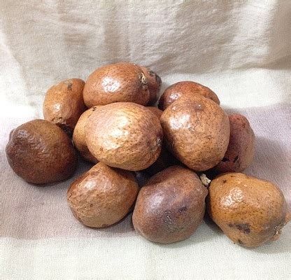 Nama lainnya ialah palmia doum. Kelebihan Buah Zuriat - Benarkah Ia Boleh Cepatkan ...