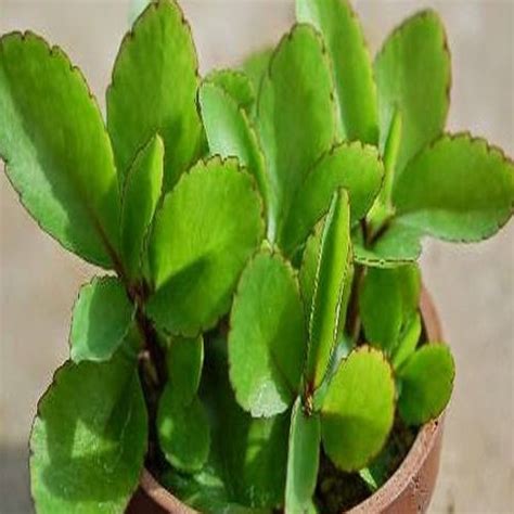 Ranakalli Plants Online In Chennai Prabhanjan Horticulture