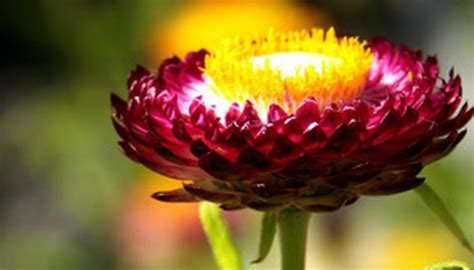 The 50 acre summit was treated while the invasive was newly sprouted and green, which is the best way strategy to eliminate it. Summer Flowers in Arizona | Garden Guides