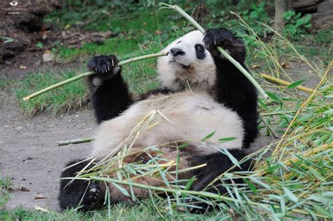 Panda Diet Panda Panda Bear Animals