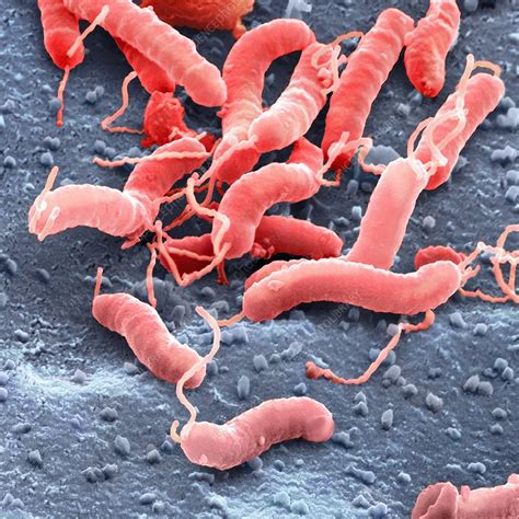 Helicobacter Pylori Bacteria Sem Stock Image C0019542 Science