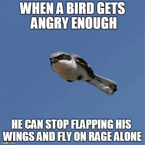 Overly Angry Bird Imgflip
