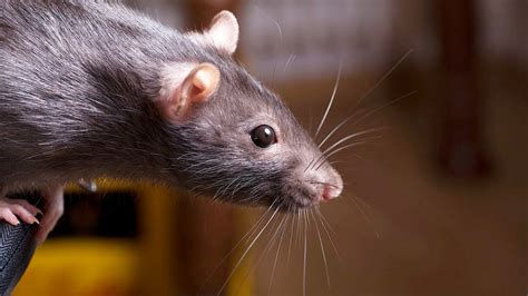 How To Keep A Rat Happy And Healthy Pet Rats Youtube
