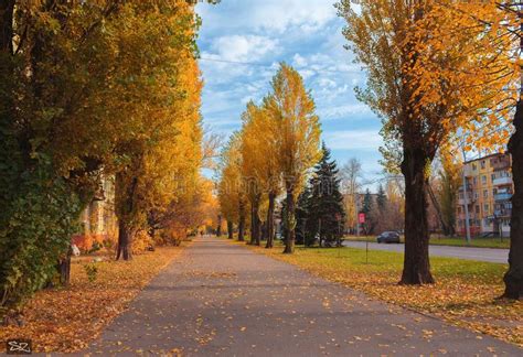 An Poplar Autumn Tree Alley On Cloudy Sky Background City Downtown