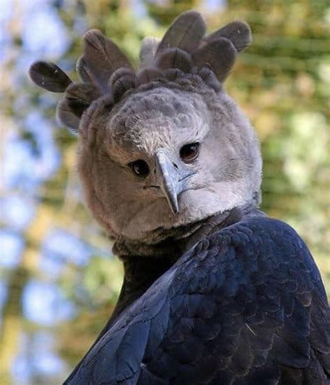 The Harpy Eagle Rpics