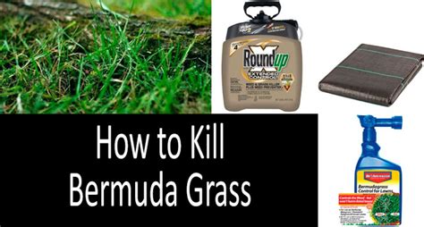 How To Kill Bermuda Grass Without Harming The Lawn 2022 Buyers Guide