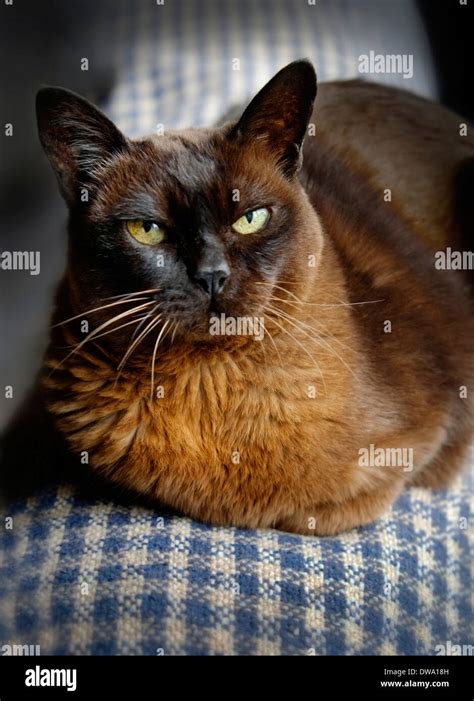 Elderly 19 Year Old Brown Burmese Cat In Ireland Stock Photo Alamy