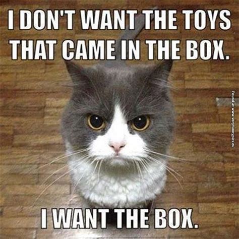Grab The Beautiful Funny Cat Pictures In Boxes Hilarious Pets Pictures