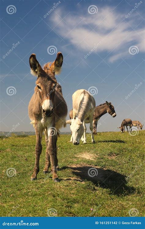 Heard Of Donkeys Graze In The Meadow Stock Photo Image Of Gray