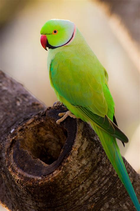 Green Indian Ringneck Parakeet Parakeet Parakeet Colors Parrot