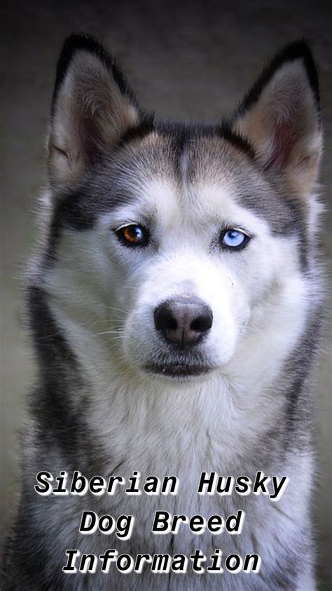 Ultimate Siberian Husky Breed Info Train Your Own Dogs