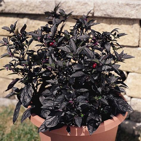 When planting, add mycorrhizal root fungi to the planting hole to help your plant establish well. Black Pearl Ornamental Pepper Garden Seeds - 100 Seeds ...