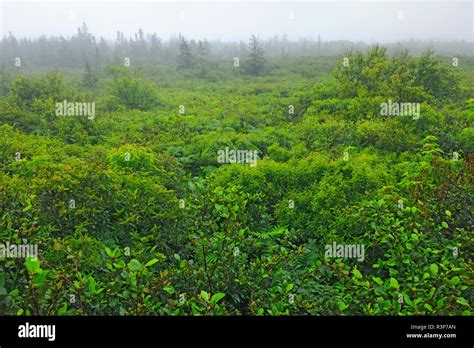 Canada Nova Scotia Kejimkujik National Park Boggy Green Habitat And