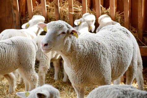 How To Raise Dairy Sheep And Some Tips To Get You Started