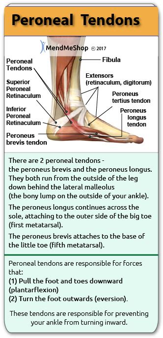 Prevention of adherences is based on early controlled motion programs. Peroneal Tendinitis