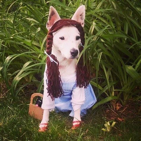 27 Insanely Clever Halloween Costumes For Your Dog Dog Halloween