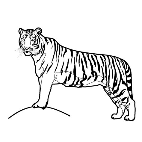 Follow along with us, and learn how to draw a cartoon tiger. Tiger Drawing Pictures at GetDrawings | Free download