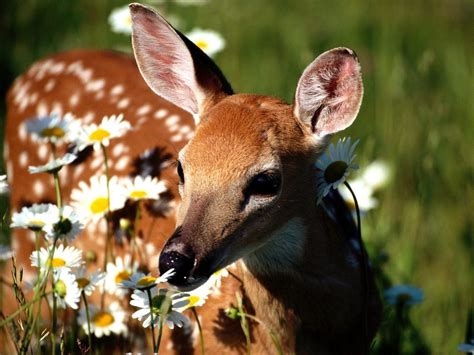 A Doe A Deer Flora And Fauna Wallpaper 18591406 Fanpop