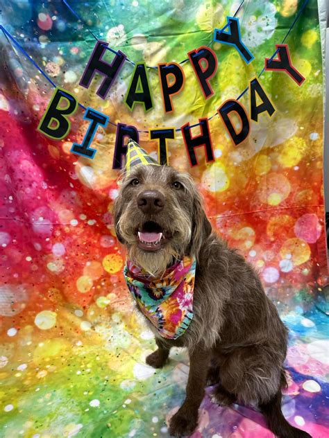 Blog - Wagging Tails Pet Resort