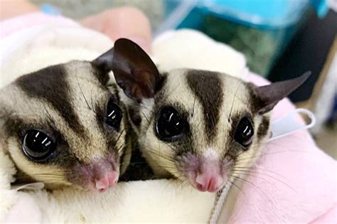 Weird Cute Big Eyed Sugar Gliders The New Pet Craze Cbc News