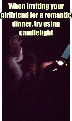 Lolcats Romance Lol At Funny Cat Memes Funny Cat Pictures With