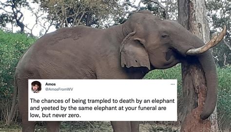 Elephant Kills Woman And Then Shows Up To Her Funeral And Tramples Her