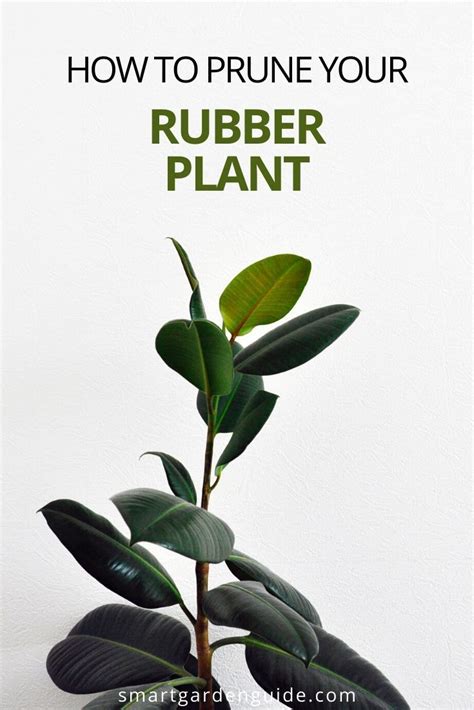 How To Prune A Rubber Plant Ficus Elastica Smart Garden Guide