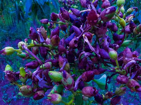 Flores Danificadas Da Planta Do Tabaco Foto Premium