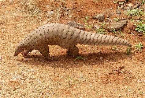 50 Interesting Pangolin Facts You Have To Know About