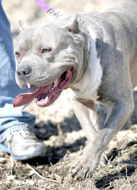 Pit Bull Controversy Bad Dogs Or Bad Rap Local News