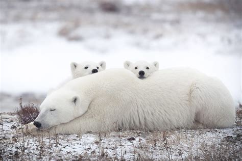 Now Thats A Bear Hug Fighting Polar Bears Appear To