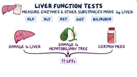 Complete Metabolic Panel Cmp Liver Function Tests Lft Nursing Osmosis Video Library