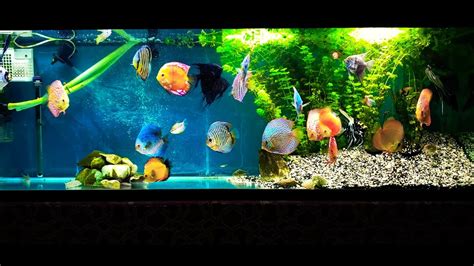 Discus And Angelfish Youtube