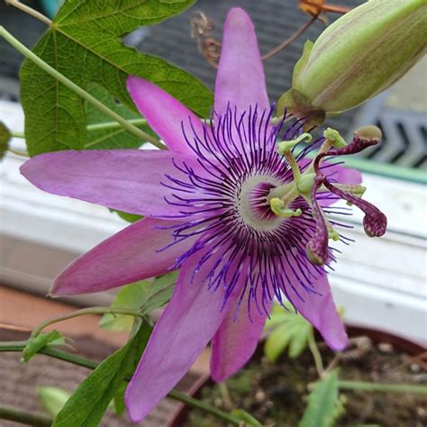 Passiflora Amethyst Syn Passiflora Lavender Lady Passion Flower
