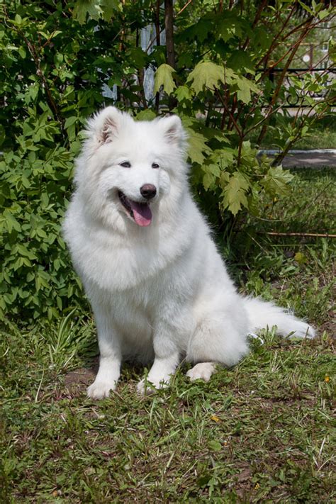19 White Big Fluffy Dog Breeds Youll Love
