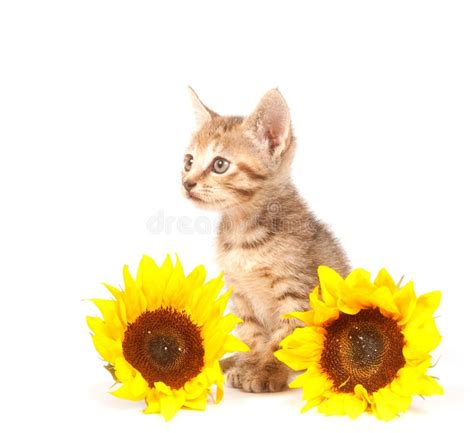 Kitten With Roses Stock Photo Image Of Flowers Pets 20890564