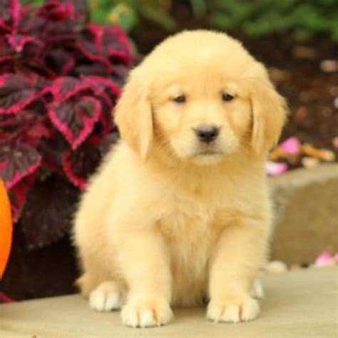 Golden Retriever Puppies For Sale In Pennsylvania Petsidi