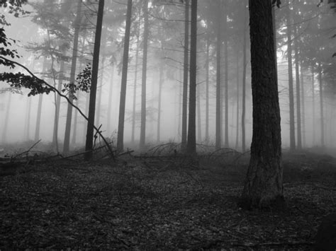 Silent Lyrics Dark Forests