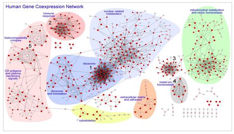Visualizing ATTED-II Coexpression Data as Gene Networks in Cytoscape