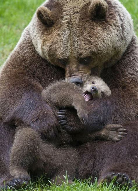 Bear Hug Raww