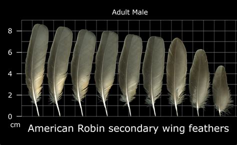 The Feather Atlas Feather Identification And Scans Us Fish And