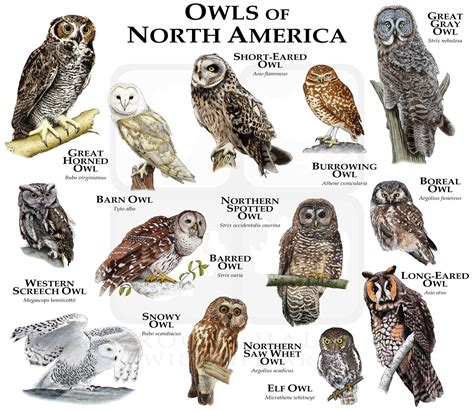 Owls Of North America Poster Print Etsy Western Screech Owl Owl