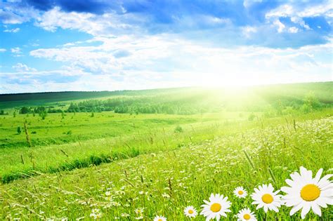 Nature Flower Background Images Hd Download Natural Flowers Wallpaper