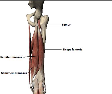 Hamstring Strain Anatomy Hamstring Muscles Anatomy Biceps