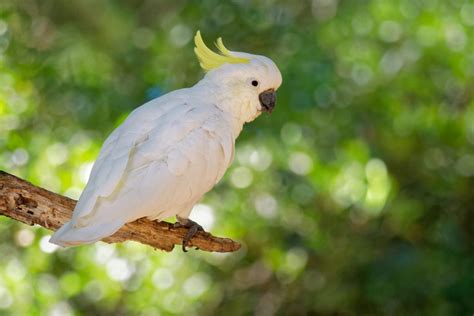 7 Of The Most Exotic Pet Birds An Overview With Pictures Pet Keen