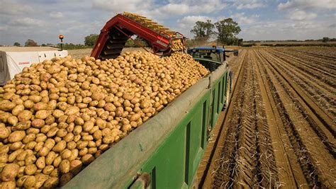 Potato Yields Suffer In The Dry With High Storage Costs To Come