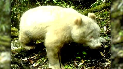 Captan Imágenes De Un Oso Panda Albino En Montañas De China Video Cnn