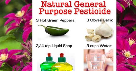 How To Make A Natural General Purpose Pesticide Recipe